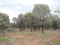 Acacia harpophylla