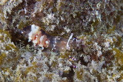 Ancylomenes speciosus
