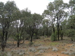 Acacia harpophylla