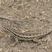 Bahia Blanca Smooth-throated Lizard - Photo (c) Nicolas Olejnik, some rights reserved (CC BY-NC)