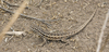 Bahia Blanca Smooth-throated Lizard - Photo (c) Nicolas Olejnik, some rights reserved (CC BY-NC), uploaded by Nicolas Olejnik