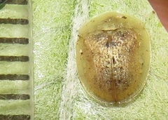 Cassida granulicollis