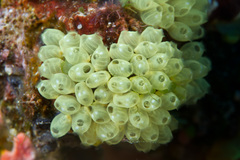 Pycnoclavella