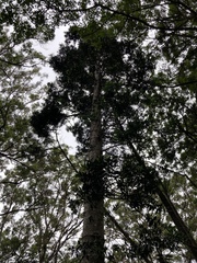 Araucariaceae