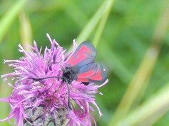 Zygaena minos