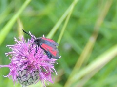 Zygaena minos