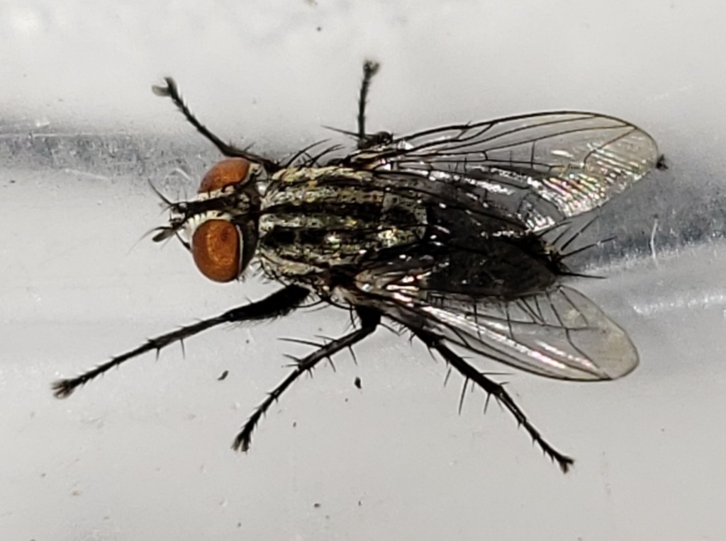 Helicobia morionella