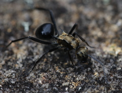 Polyrhachis semiaurata