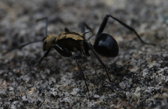 Polyrhachis semiaurata