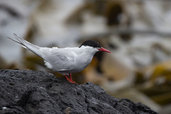 Sterna vittata bethunei