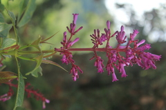 Palicourea angustifolia