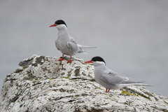 Sterna vittata bethunei