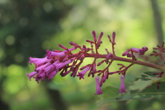 Palicourea angustifolia