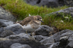 Charadrius bicinctus exilis