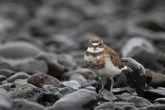 Charadrius bicinctus exilis