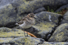 Charadrius bicinctus exilis