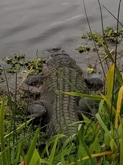 Alligator mississippiensis