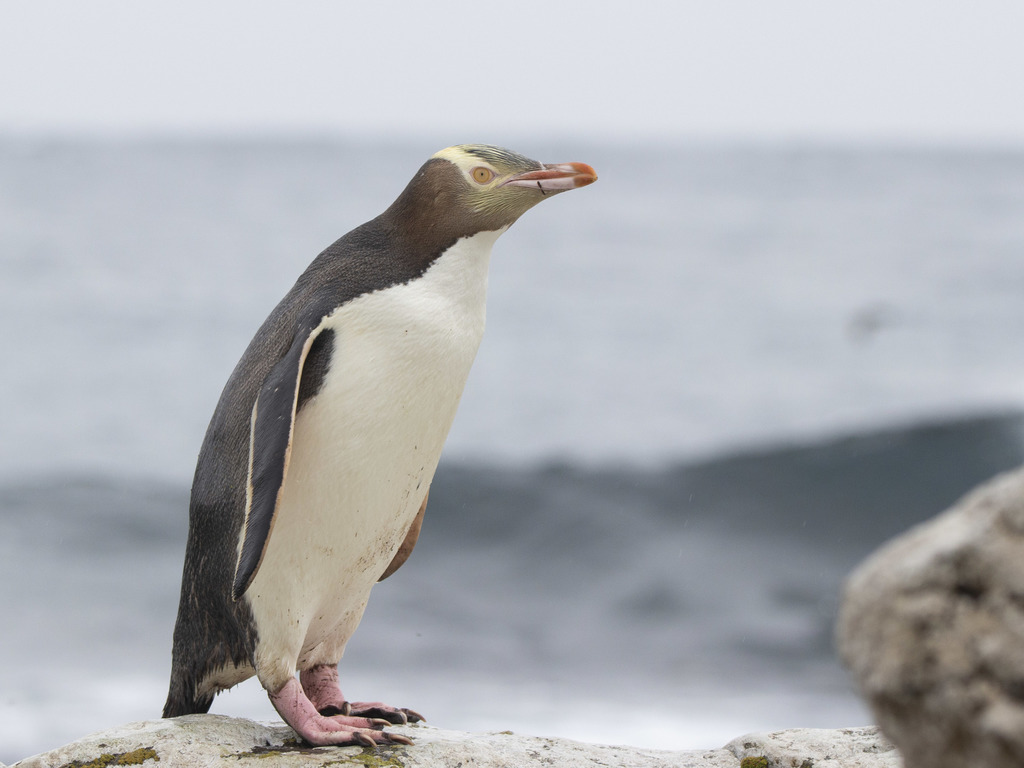 Yellow-Eyed Penguin