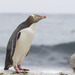 Yellow-eyed Penguin - Photo (c) Oscar Thomas, some rights reserved (CC BY-NC-ND), uploaded by Oscar Thomas