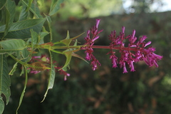 Palicourea angustifolia