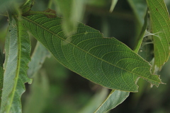 Palicourea angustifolia