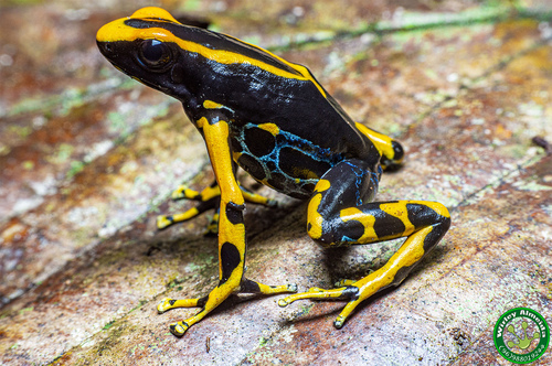 Dyeing Poison Dart Frog, photo 6 of 10