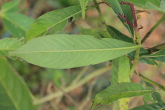 Palicourea angustifolia