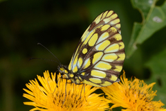 Dismorphia hyposticta