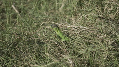 Iguanidae