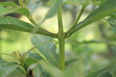 Palicourea angustifolia