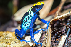 Dendrobates tinctorius