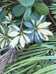 Heptapleurum arboricola