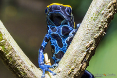 Dendrobates tinctorius