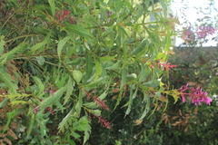 Palicourea angustifolia