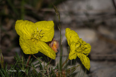 Oenothera lavandulifolia