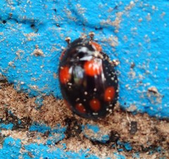 Paropsisterna sexpustulata