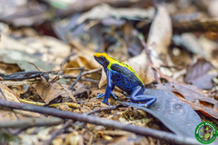 Dendrobates tinctorius