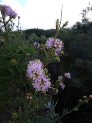 Kunzea recurva
