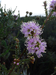 Kunzea recurva