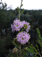 Kunzea recurva