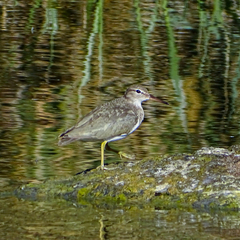 Actitis macularius