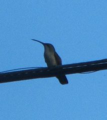 Anthracothorax dominicus