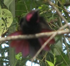 Anthracothorax mango