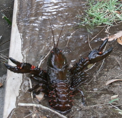 Euastacus