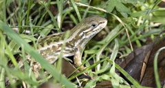 Liolaemus chiliensis