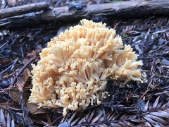 Ramaria rubiginosa