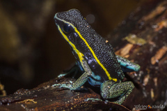 Ameerega pulchripecta