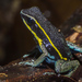 Blue-breasted Poison Frog - Photo (c) Wirley Almeida Santos, some rights reserved (CC BY-NC), uploaded by Wirley Almeida Santos