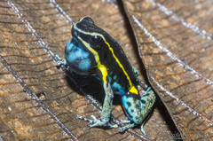 Ameerega pulchripecta