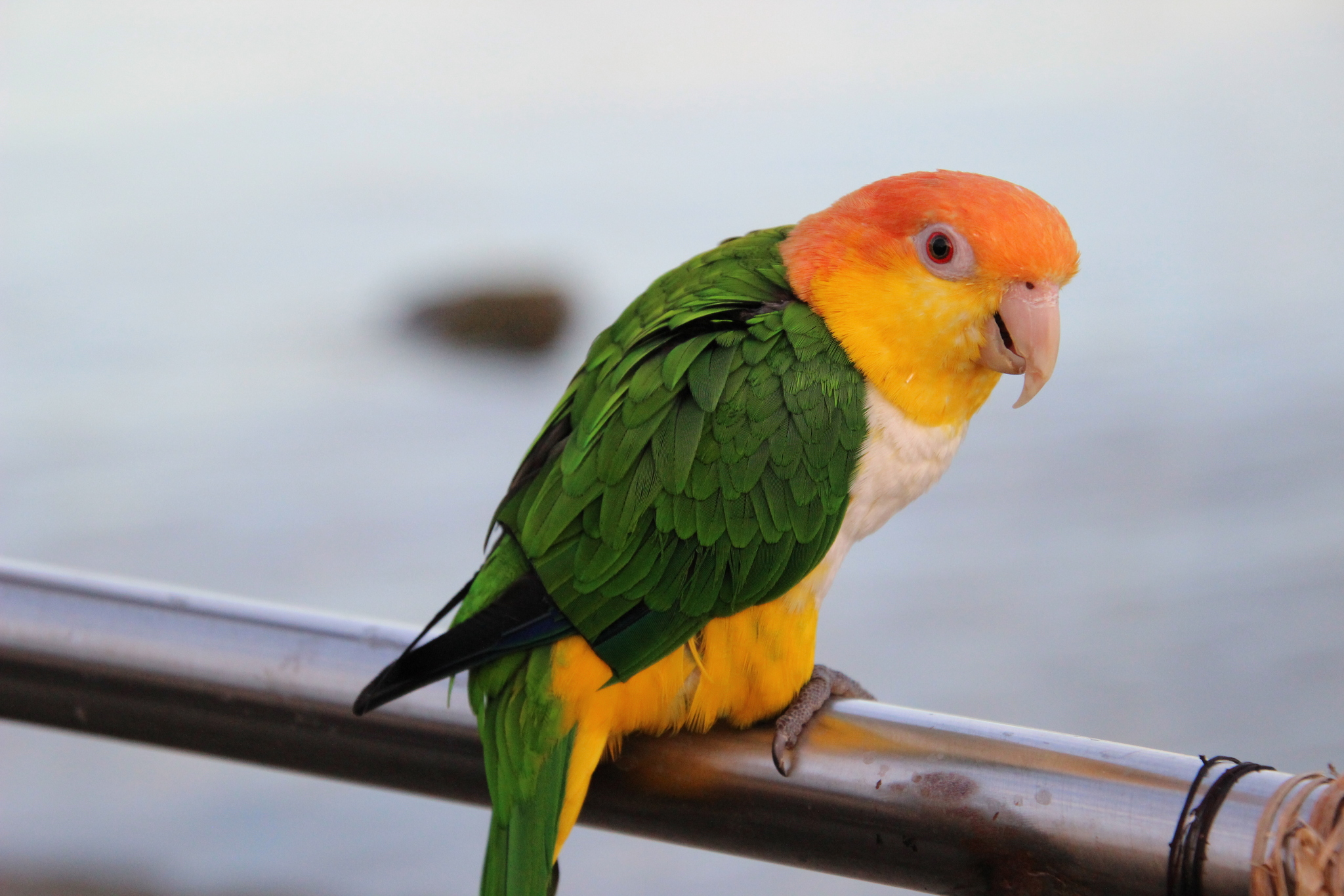 White bellied caique discount
